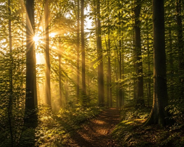 Lumière à travers la forêt